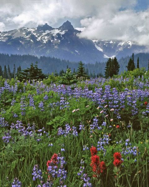 WA, Mount Rainier NP Lupine and paintbrush